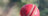 Cricket ball held in hand