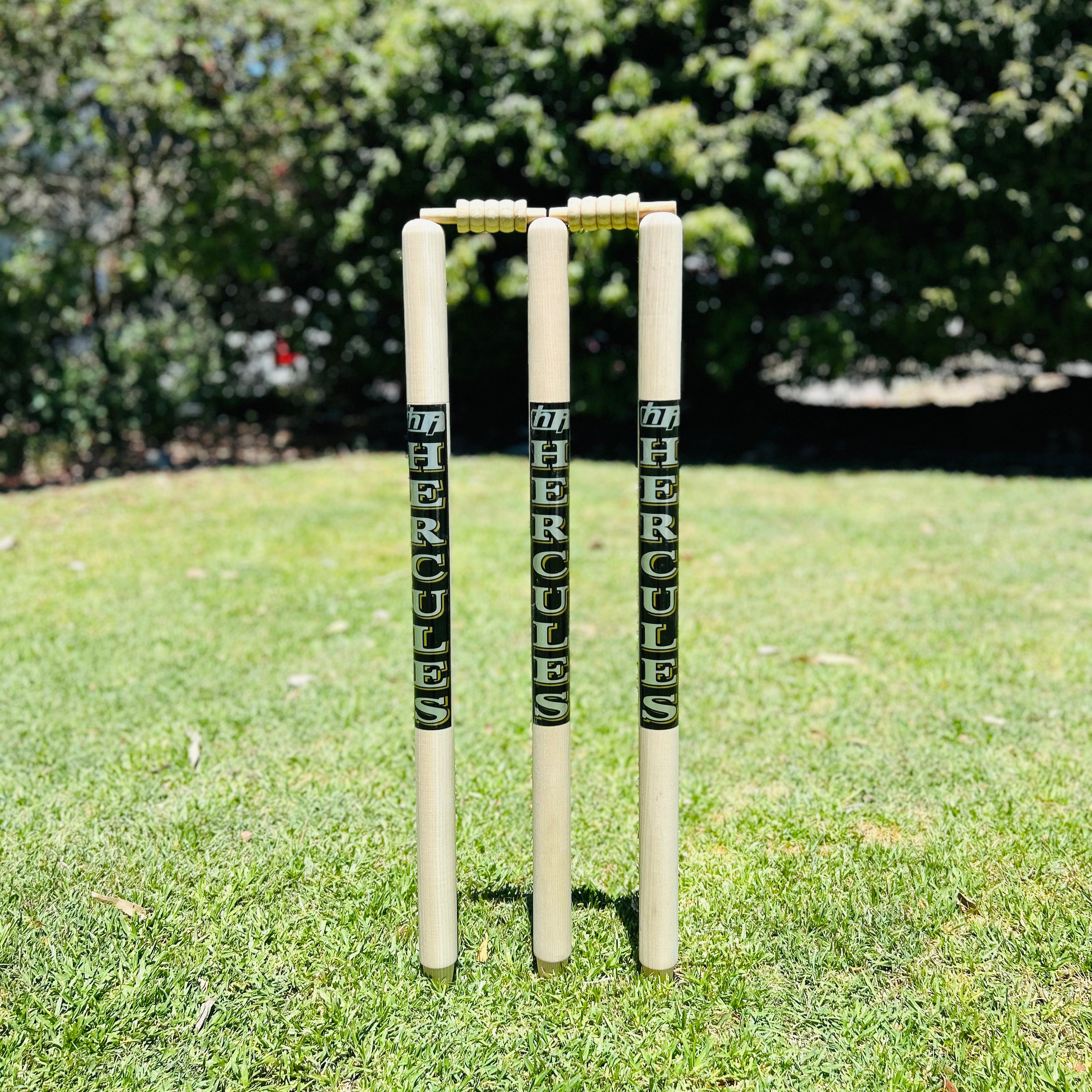 MCC Ash Wood Stumps